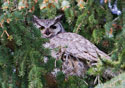 Bubo virginianus